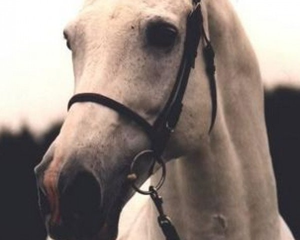 Pferd Royal Bravour (Koninklijk Warmbloed Paardenstamboek Nederland (KWPN), 1983, von Ramiro Z)