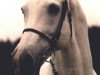Deckhengst Royal Bravour (Koninklijk Warmbloed Paardenstamboek Nederland (KWPN), 1983, von Ramiro Z)