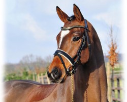 broodmare Lauries Delight (Hanoverian, 2009, from Lauries Crusador xx)