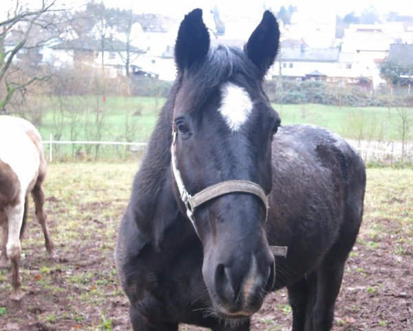 Springpferd Star d'Alme (Schweizer Warmblut, 1995)