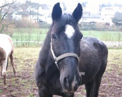 Springpferd Star d'Alme (Schweizer Warmblut, 1995)