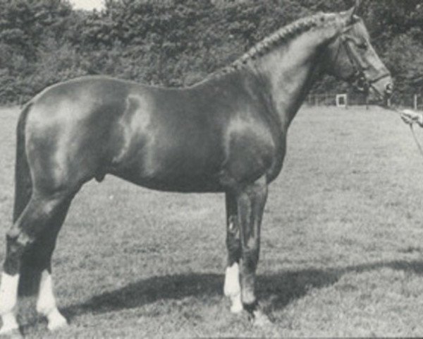 stallion Utrecht (Dutch Warmblood, 1978, from Heidelberg)