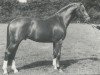 stallion Utrecht (Royal Warmblood Studbook of the Netherlands (KWPN), 1978, from Heidelberg)
