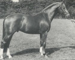 Deckhengst Utrecht (KWPN (Niederländisches Warmblut), 1978, von Heidelberg)