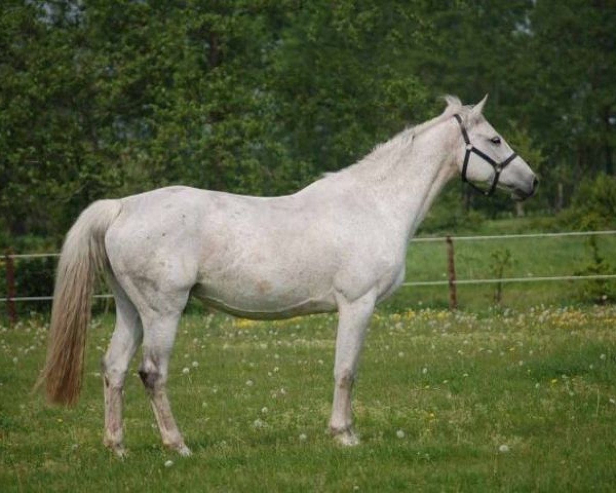 broodmare La Corofina (Holsteiner, 1996, from Corrado I)