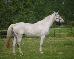 broodmare La Corofina (Holsteiner, 1996, from Corrado I)