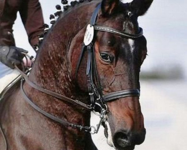 horse Jennerwein (Trakehner, 1995, from Arc de Triomphe)