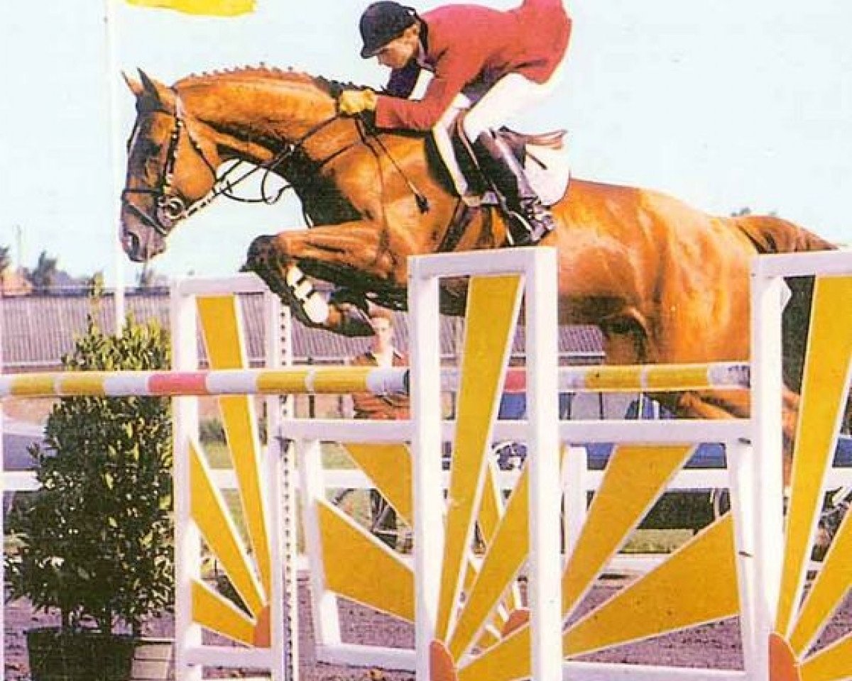 stallion Don Juan de la Bouverie (Belgium Sporthorse, 1987, from Nicias III)