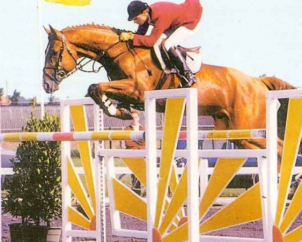 stallion Don Juan de la Bouverie (Belgium Sporthorse, 1987, from Nicias III)