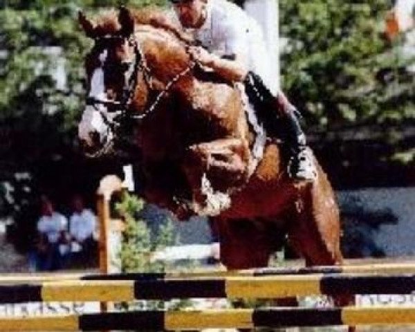 stallion Luchs (Saxony-Anhaltiner, 1986, from Lear)