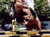 stallion Luchs (Saxony-Anhaltiner, 1986, from Lear)