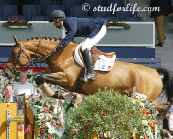 broodmare Jaffna de Semilly (Selle Français, 1997, from Dollar du Murier)