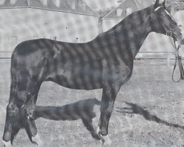 stallion Isenstein (Trakehner, 1964, from Hessenstein)