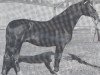 stallion Isenstein (Trakehner, 1964, from Hessenstein)