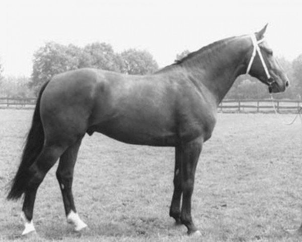 stallion Symfonie (KWPN (Royal Dutch Sporthorse), 1976, from Makelaar)