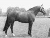 stallion Symfonie (KWPN (Royal Dutch Sporthorse), 1976, from Makelaar)