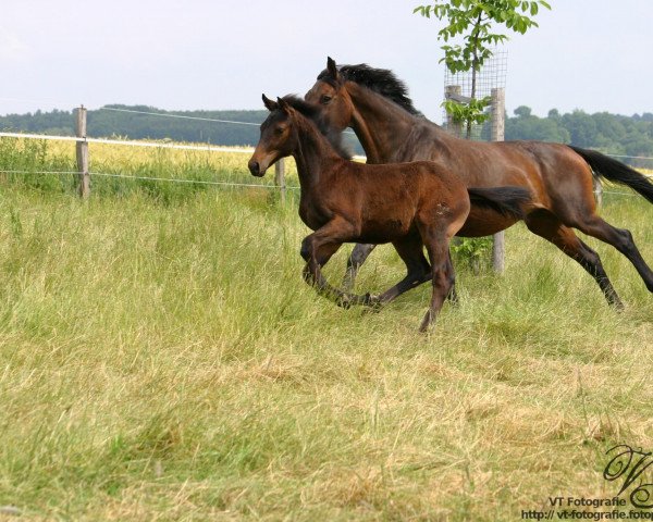 broodmare Endeavour (Westphalian, 1995, from Ehrentusch)