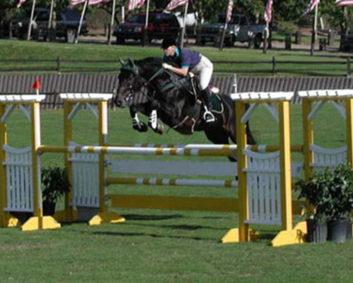 stallion Cherif (Holsteiner, 1988, from Caretino)