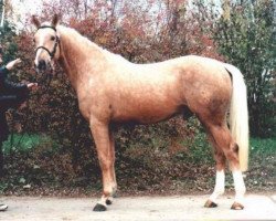 stallion Metallic Dream (Zweibrücken, 1992, from Malteser Gold)