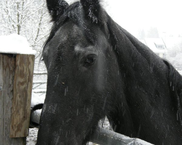 broodmare Wietske fan de Praktykskoalle (Friese, 1991, from Djurre 284)