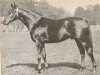 stallion Jock xx (Thoroughbred, 1936, from Asterus xx)