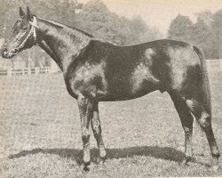 stallion Jock xx (Thoroughbred, 1936, from Asterus xx)