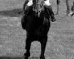 broodmare Miba xx (Thoroughbred, 1962, from Ballymoss xx)