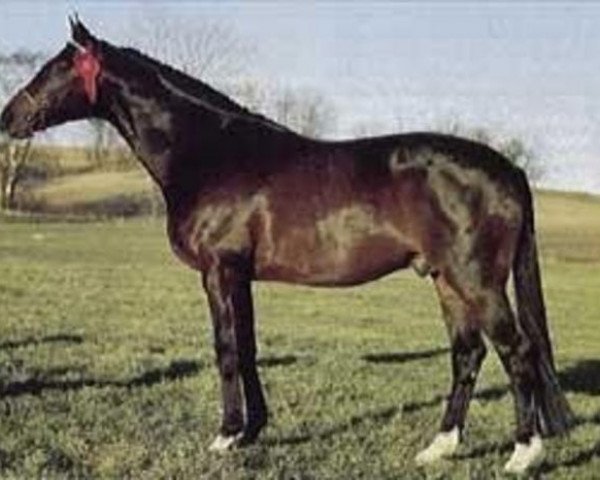 stallion Gay Baron xx (Thoroughbred, 1971, from Sir Ivor xx)