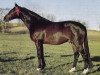 stallion Gay Baron xx (Thoroughbred, 1971, from Sir Ivor xx)