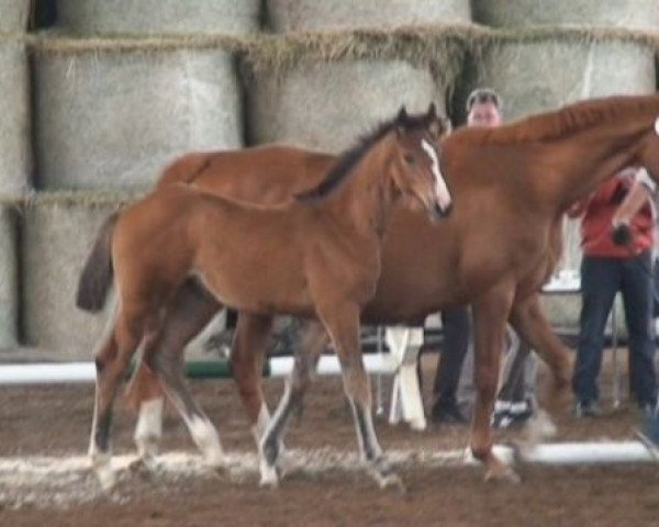 broodmare Lady Comefast (Holsteiner, 1996, from Come Fast xx)