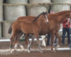 broodmare Lady Comefast (Holsteiner, 1996, from Come Fast xx)