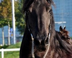 broodmare Viemke Ienske fan de Posthoeve (Friese, 2006, from Dries 421 Sport)