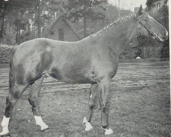 horse Senegal (Hanoverian, 1962, from Sender)