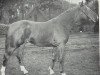 Pferd Senegal (Hannoveraner, 1962, von Sender)