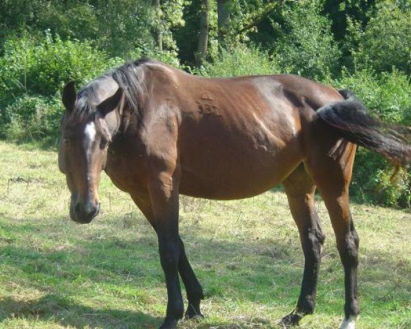 horse Aida (Hungarian Warmblood, 1998, from Akitos xx)