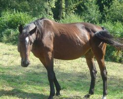 Pferd Aida (Ungarisches Warmblut, 1998, von Akitos xx)