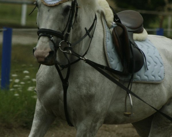 horse Zora KW (KWPN (Royal Dutch Sporthorse), 2004, from Royal Bravour)