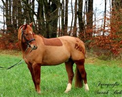 Springpferd Cooper (Deutsches Reitpony, 2006, von Constantin)