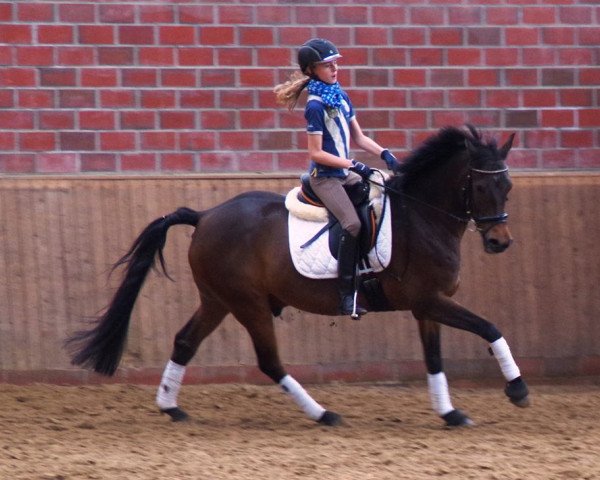 dressage horse Feivel 191 (German Riding Pony, 2004, from Feingold)