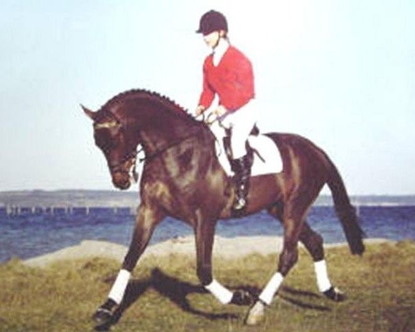 stallion Sancerre (Holsteiner, 1994, from Sandro)