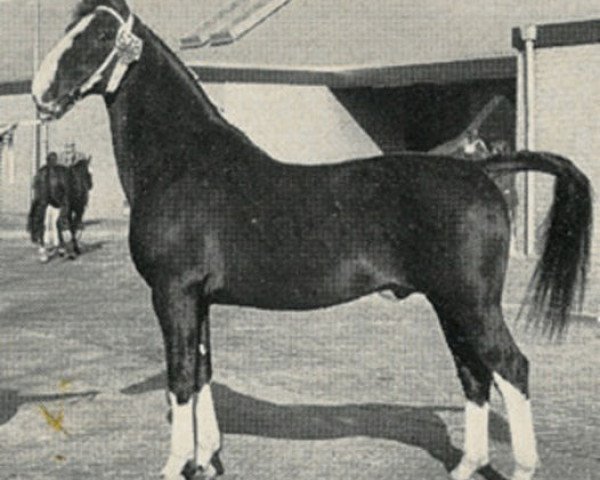 stallion Noran (Royal Warmblood Studbook of the Netherlands (KWPN), 1972, from Hoogheid)