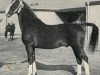 stallion Noran (Dutch Warmblood, 1972, from Hoogheid)