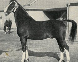 Deckhengst Noran (KWPN (Niederländisches Warmblut), 1972, von Hoogheid)