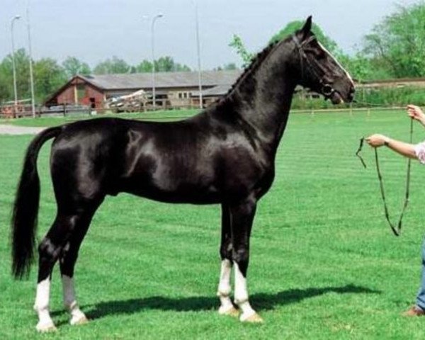 stallion Heineke (KWPN (Royal Dutch Sporthorse), 1989, from Waterman)