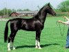 Deckhengst Heineke (Koninklijk Warmbloed Paardenstamboek Nederland (KWPN), 1989, von Waterman)