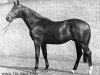 stallion Admiral (Trakehner, 1966, from Konsul)