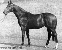 stallion Admiral (Trakehner, 1966, from Konsul)