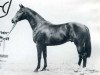 stallion Larino (Holsteiner, 1983, from Ladalco)