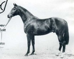 stallion Larino (Holsteiner, 1983, from Ladalco)