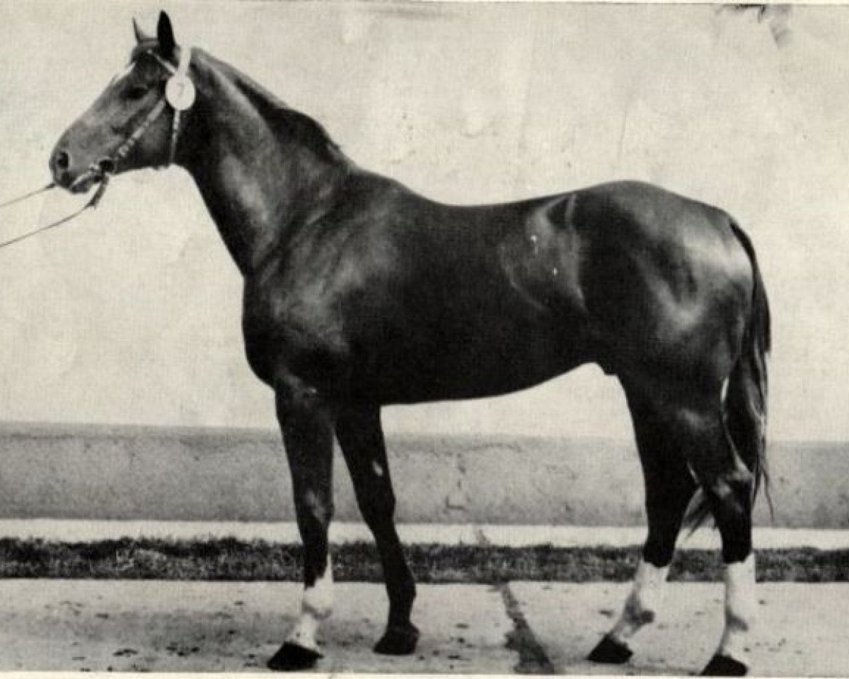stallion Remo 3410 (Trakehner, 1977, from Opal Mo 1306)